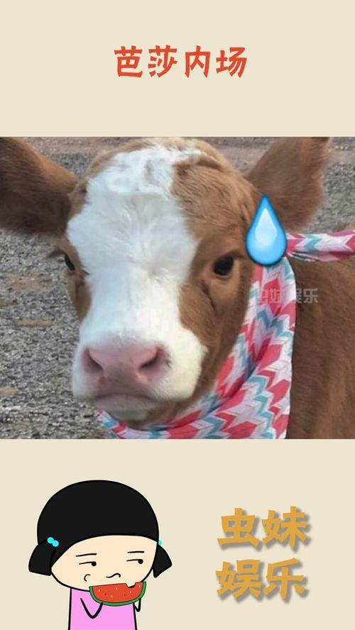 娱乐吃瓜酱是谁我不说,娱乐吃瓜酱的真实身份大猜想